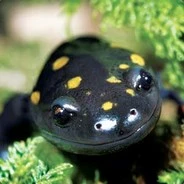 Avatar of Salamander